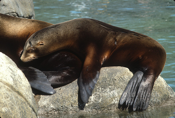 seal01_hr