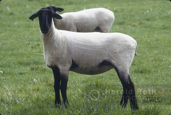 sheep05_hr