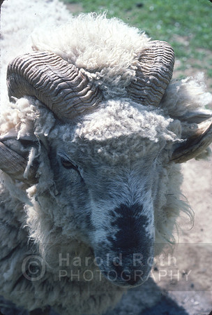 ram04_hr