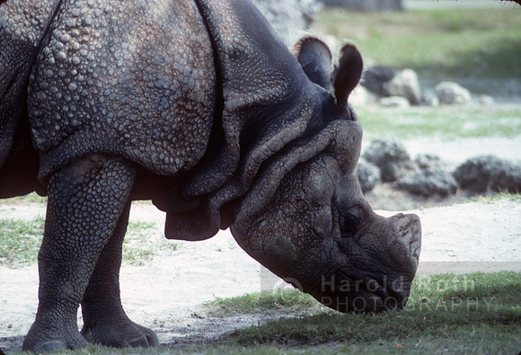 rhino01_hr