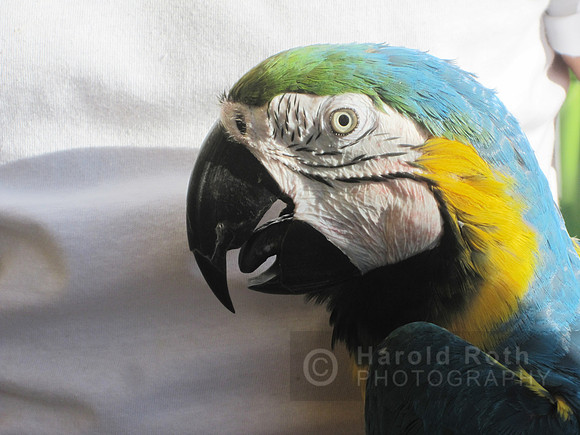 parrot02_hr