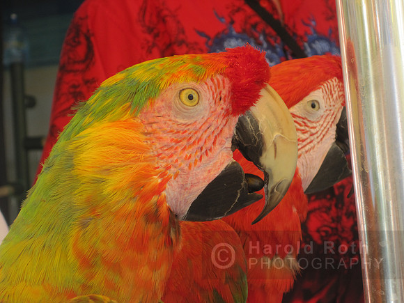 parrot03_hr