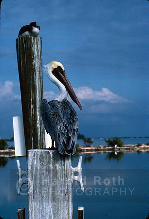 pelican01_hr