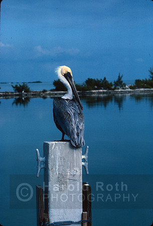 pelican02_hr