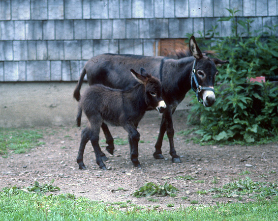 mule04_hr