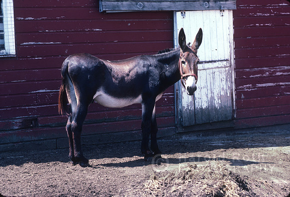 mule03_hr