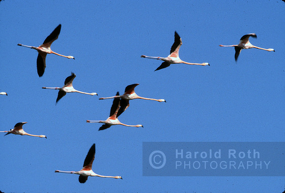 flamingos04_hr