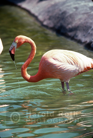 flamingos06_hr