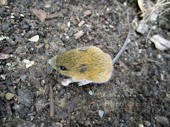 mouse01_hr
