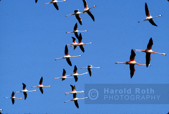 flamingos03_hr