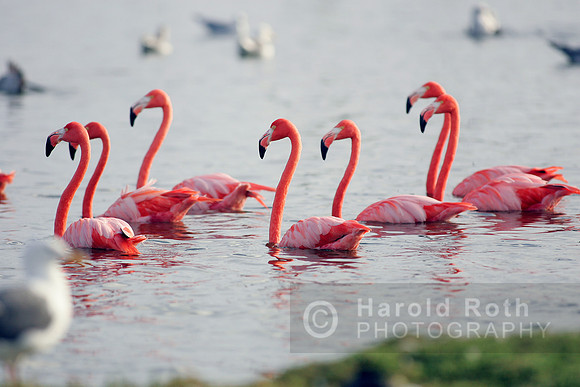 flamingos_hollywoodpark01_ae
