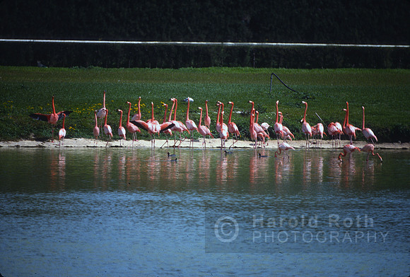 flamingos02_hr