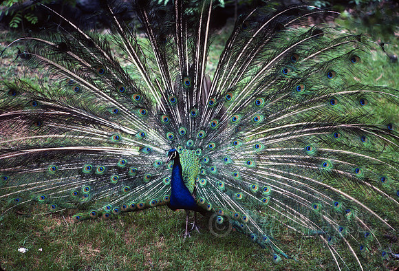 peacock01_hr