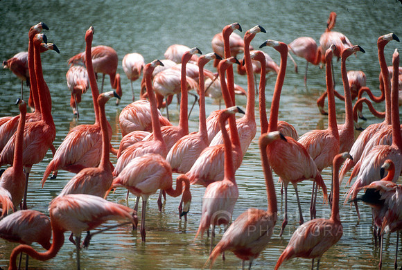 flamingos05