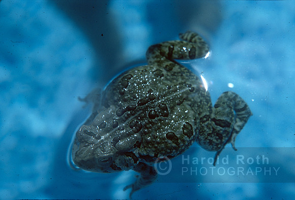 frog02_hr