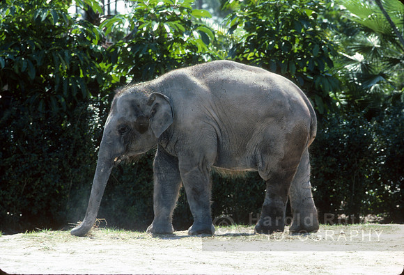 elephant07_hr