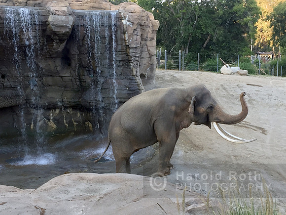 elephant09