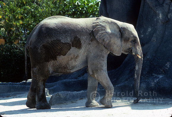 elephant04_hr