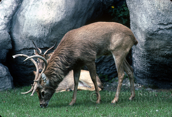 elos_deer01