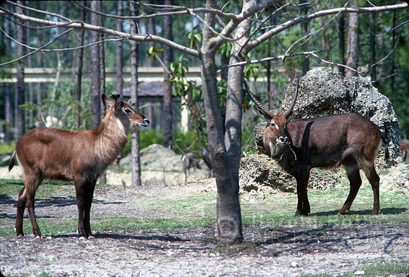 elos_deer02