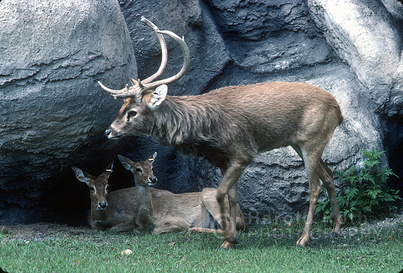 elk01_hr