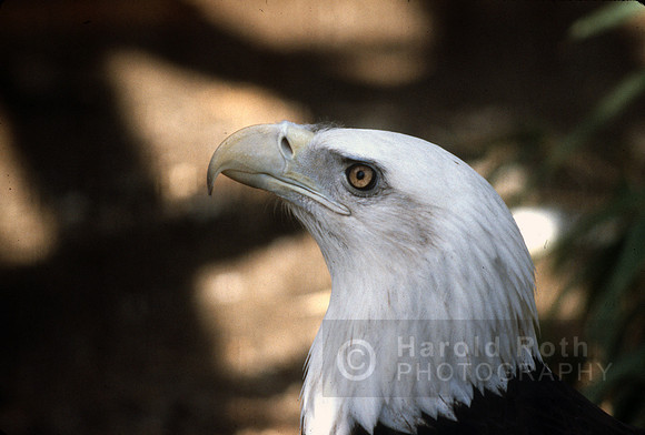 eagle01_hr