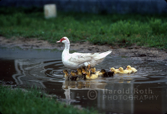 ducks06