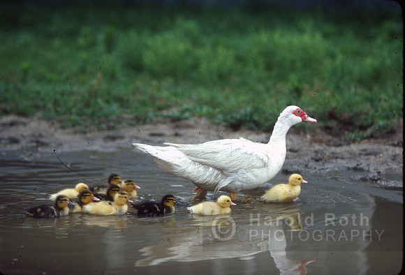 duck07