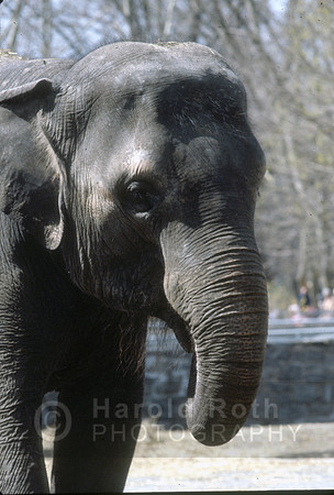 elephant03_hr