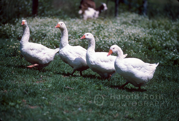 duck-15