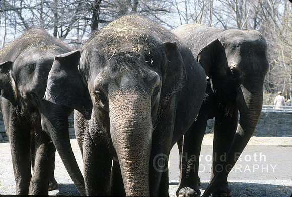 elephant02_hr