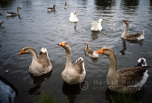 ducks04_hr