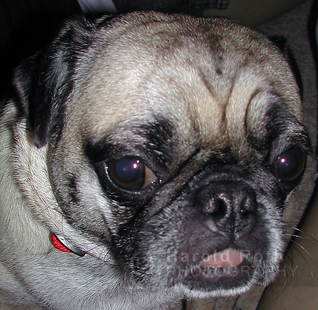 dog_pug_chowder_02