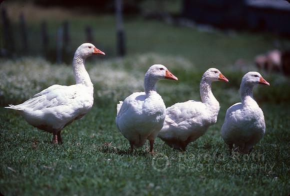 ducks01_hr