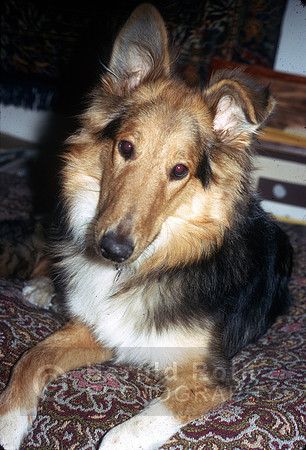 dog_04