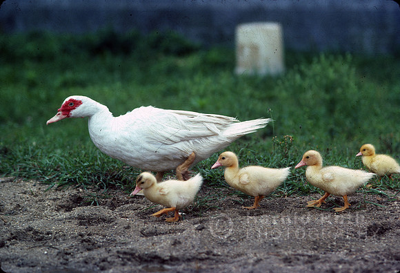 ducks02_hr