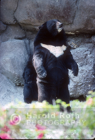 black_bear01