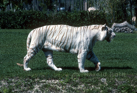 bengal_tiger02