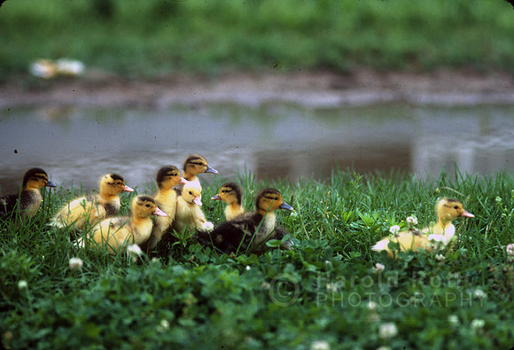 bby_ducks01_hr