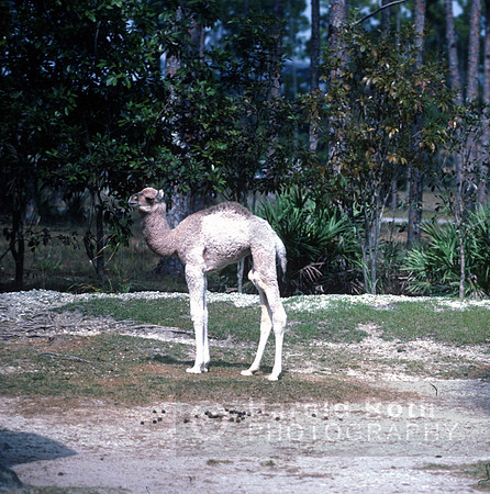 baby_camel01_hr