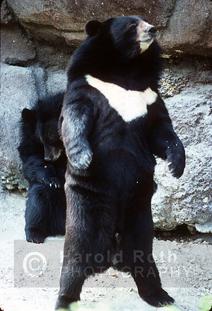 black_bear02_hr