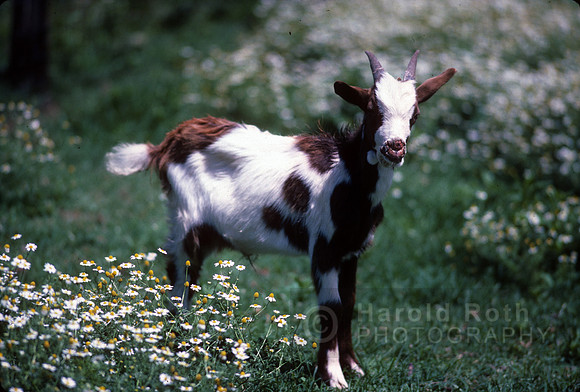 baby_goat03_hr
