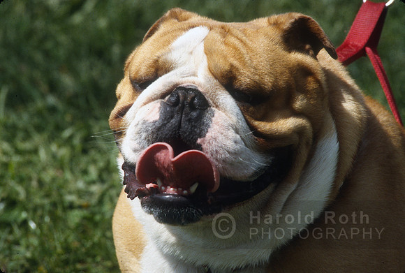 dog_02