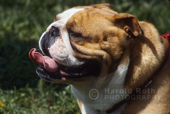 dog_03