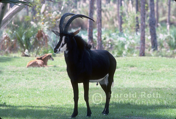 antilope01_hr