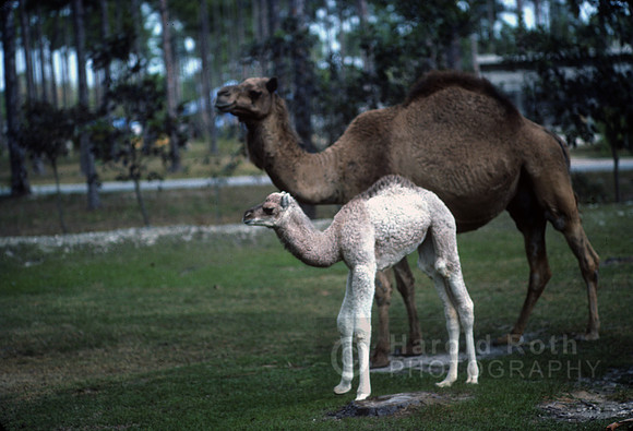 camels01_hr