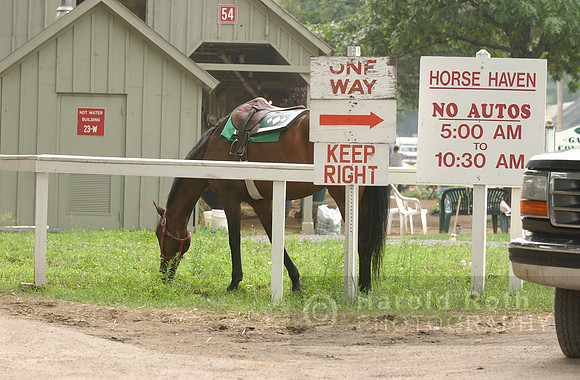 horsehaven01_hr