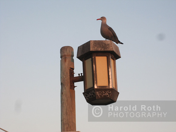 street_light_laguna06_hr 2