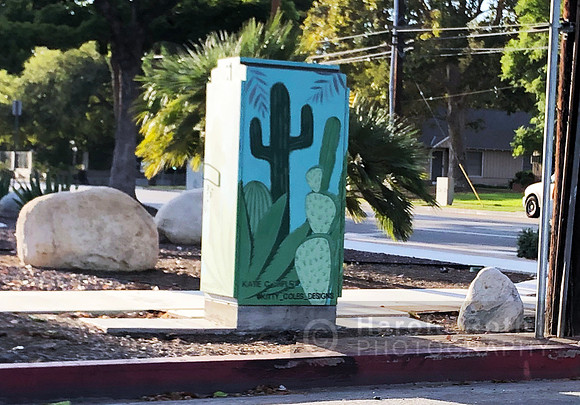 cactus01