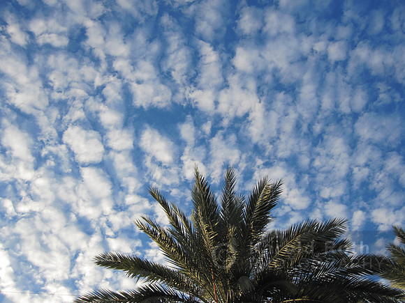 clouds_palm_tree04_hr